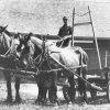 1950's shepard estate team of horses